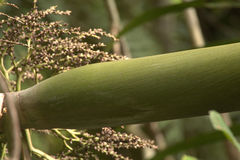 Chambeyronia divaricata