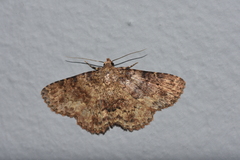 Polydesma umbricola