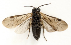 Endelomyia aethiops