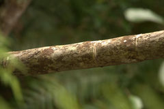 Chambeyronia divaricata