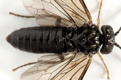 Endelomyia aethiops