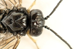 Endelomyia aethiops