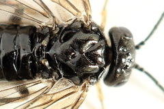 Endelomyia aethiops