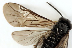 Endelomyia aethiops