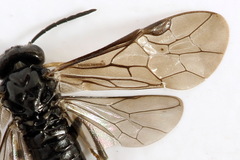 Endelomyia aethiops
