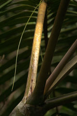 Chambeyronia divaricata