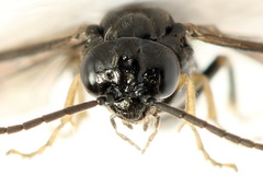 Endelomyia aethiops