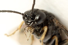 Endelomyia aethiops