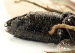 Endelomyia aethiops