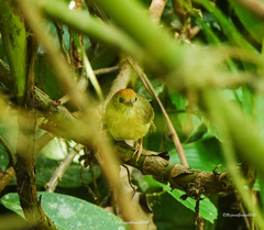 Cyanoderma rufifrons