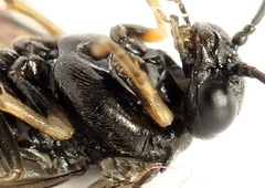Endelomyia aethiops