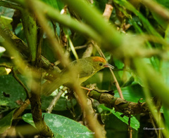 Cyanoderma rufifrons