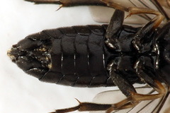 Endelomyia aethiops