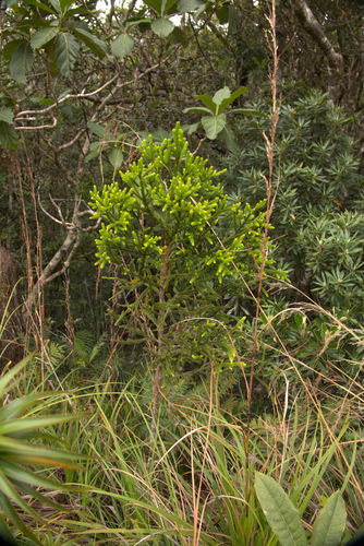 Dacrydium lycopodioides