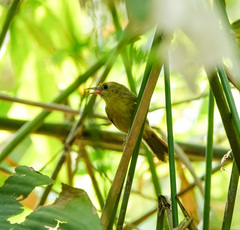 Cyanoderma rufifrons
