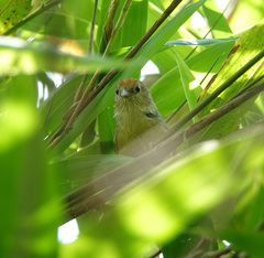 Cyanoderma rufifrons