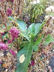 Nicotiana alata