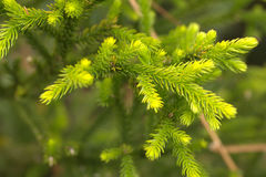 Dacrydium lycopodioides