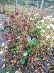 Nicotiana alata