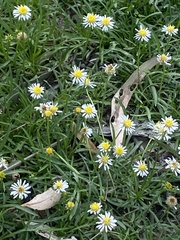 Brachyscome basaltica