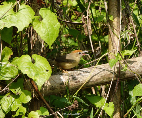 Rufous-fronted Babbler (Cyanoderma rufifrons), photo 4