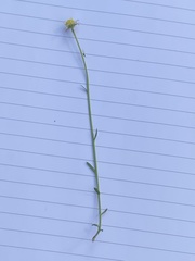 Brachyscome basaltica