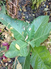 Nicotiana alata