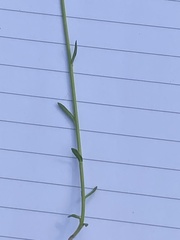 Brachyscome basaltica