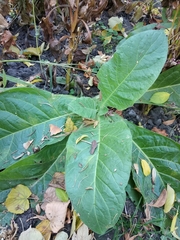 Nicotiana alata
