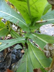 Nicotiana alata