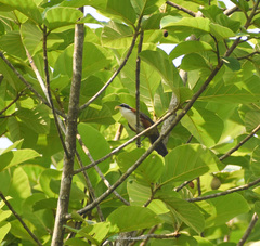 Pomatorhinus schisticeps