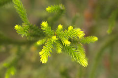 Dacrydium lycopodioides