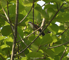 Pomatorhinus schisticeps