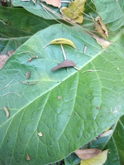 Nicotiana alata