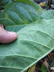 Nicotiana alata