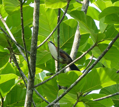Pomatorhinus schisticeps