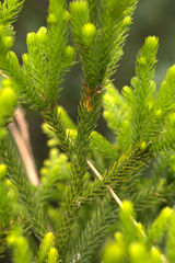 Dacrydium lycopodioides