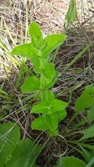 Brachystelma gerrardii