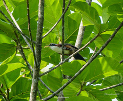 Pomatorhinus schisticeps