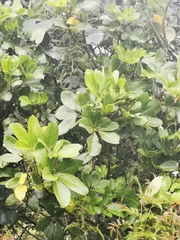 Pseudopanax arboreus