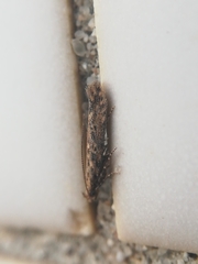 Phthorimaea operculella