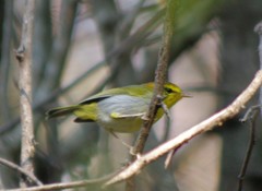 Phylloscopus ruficapilla