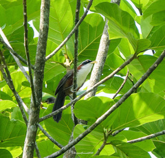 Pomatorhinus schisticeps