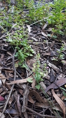 Scutellaria humilis