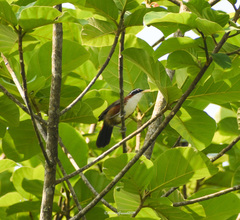 Pomatorhinus schisticeps