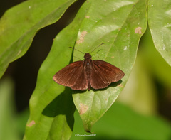 Ancistroides nigrita