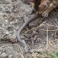 Gloydius himalayanus