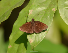 Ancistroides nigrita