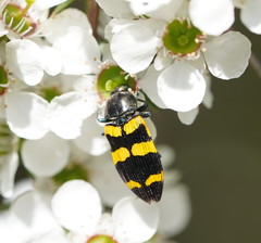 Castiarina rectifasciata
