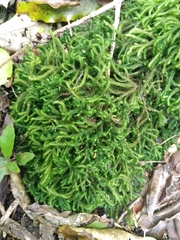 Echinodiopsis hispida